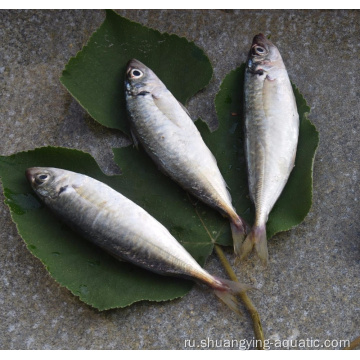 Seafrozen trachurus japonicus horse mackerel wr 15cm